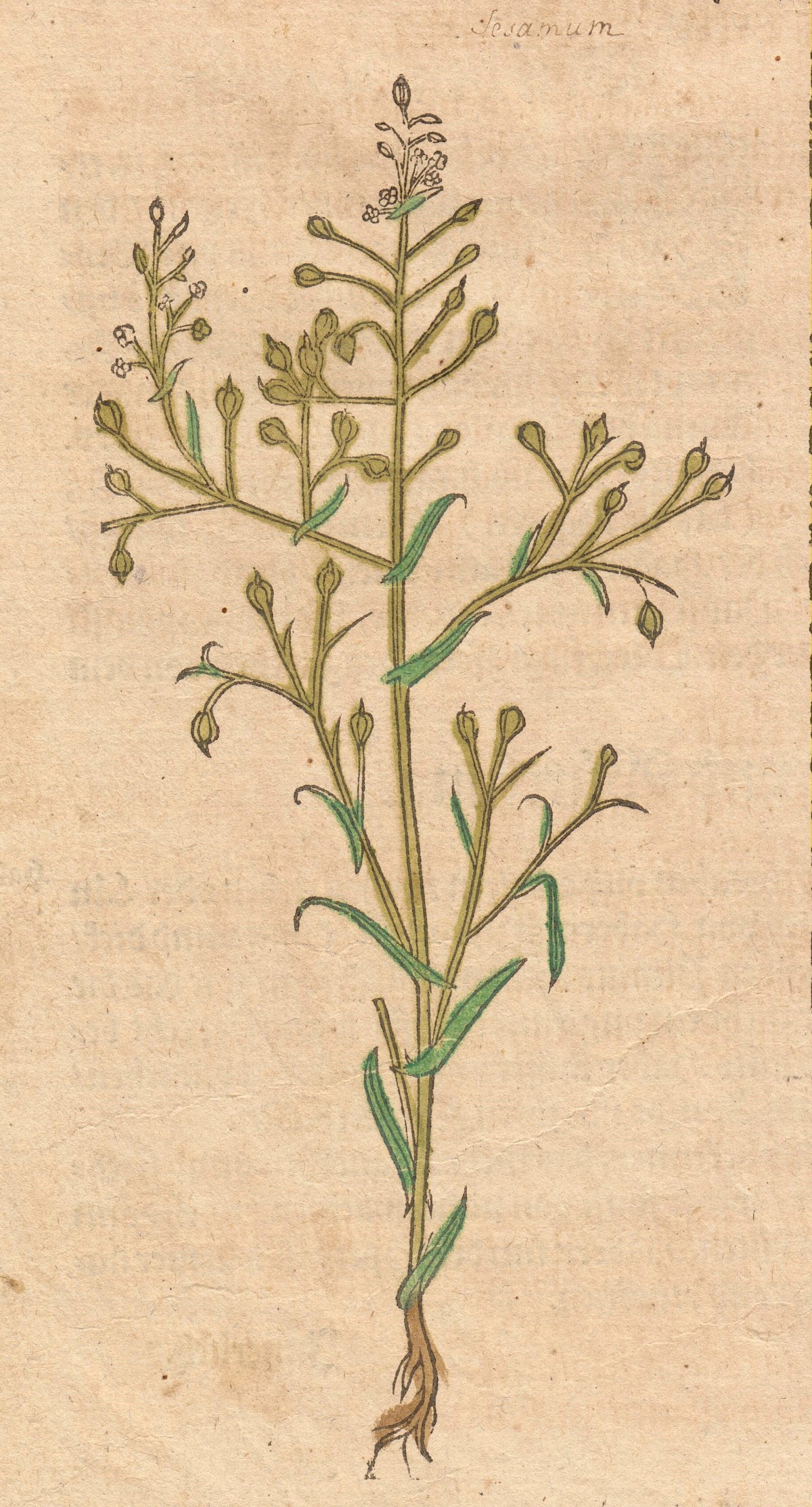 Flachsdotter (Leindotter) im Kräuterbuch von Hieroymus Bock.