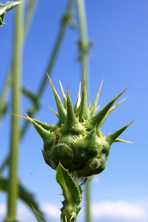 Mariendisteln im saarländischen Bliesgau