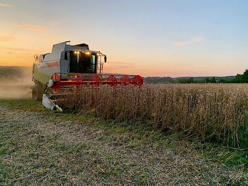 Mohnernte. Foto: Armin Fuchs