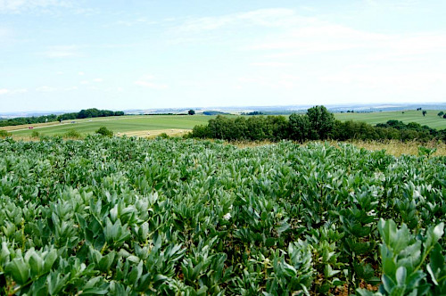 Bliesgau Ölmühle setzt auf Proteinpflanzen