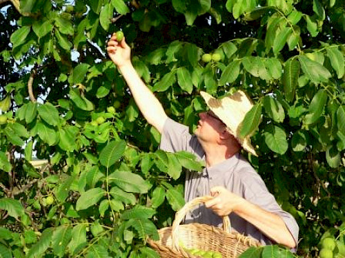 Grüne Walnüsse. Ein Rezept mit leckeren Produkten der Bliesgau Ölmühle.