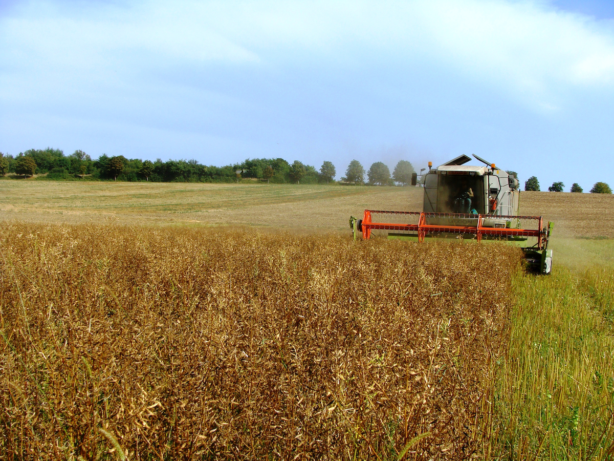 Ernte von Gelbsenf, unterhalb des Alfred-Döblin-Wegs bei Bliesranbach