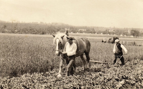 Kartoffelstreifen werden gehackt. Unkraut wird dabei unterdrückt und Erde auf die Kartoffelhügel gehäuft. (Foto: 20er Jahre des 20. Jahrhunderts)