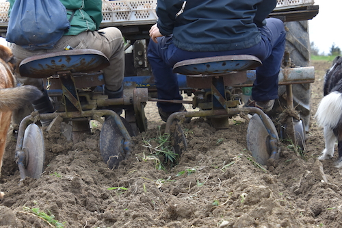 Kartoffel werden gepflanzt und gleichzeitig ein Erdhügel aufgehäuft