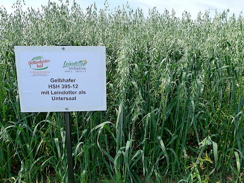 Leindotter eignet sich sehr gut als Unterssat in Getreide. Foto: Barbara Heydenreich