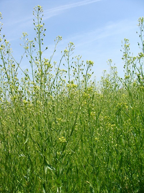 Gezähnter Leindotter