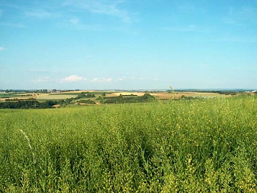 Leindotter im Bliesgau