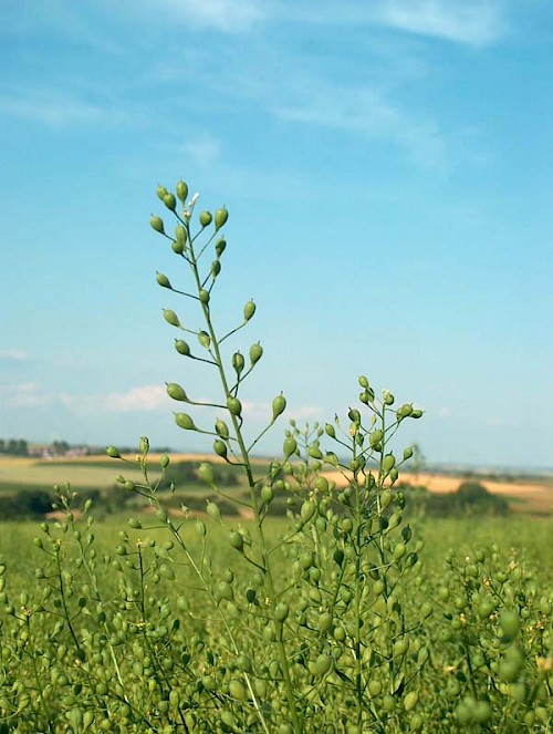 Leindotter im Bliesgau