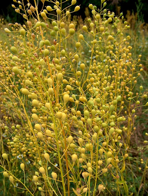 Mischfruchtanbau mit Leindotter