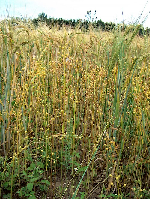 Leindotter mit Getreide als Untersaat
