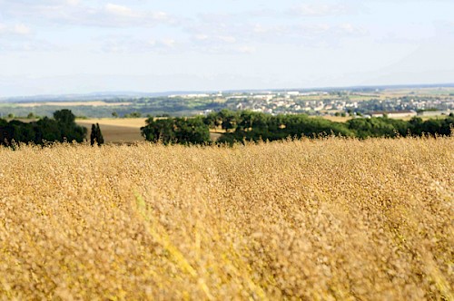 Leindotterfeld im Bliesgau
