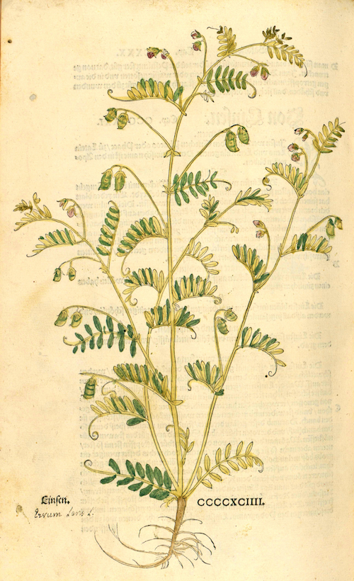 Linsenabbildung aus dem Kräuterbuch von Leonhard….
