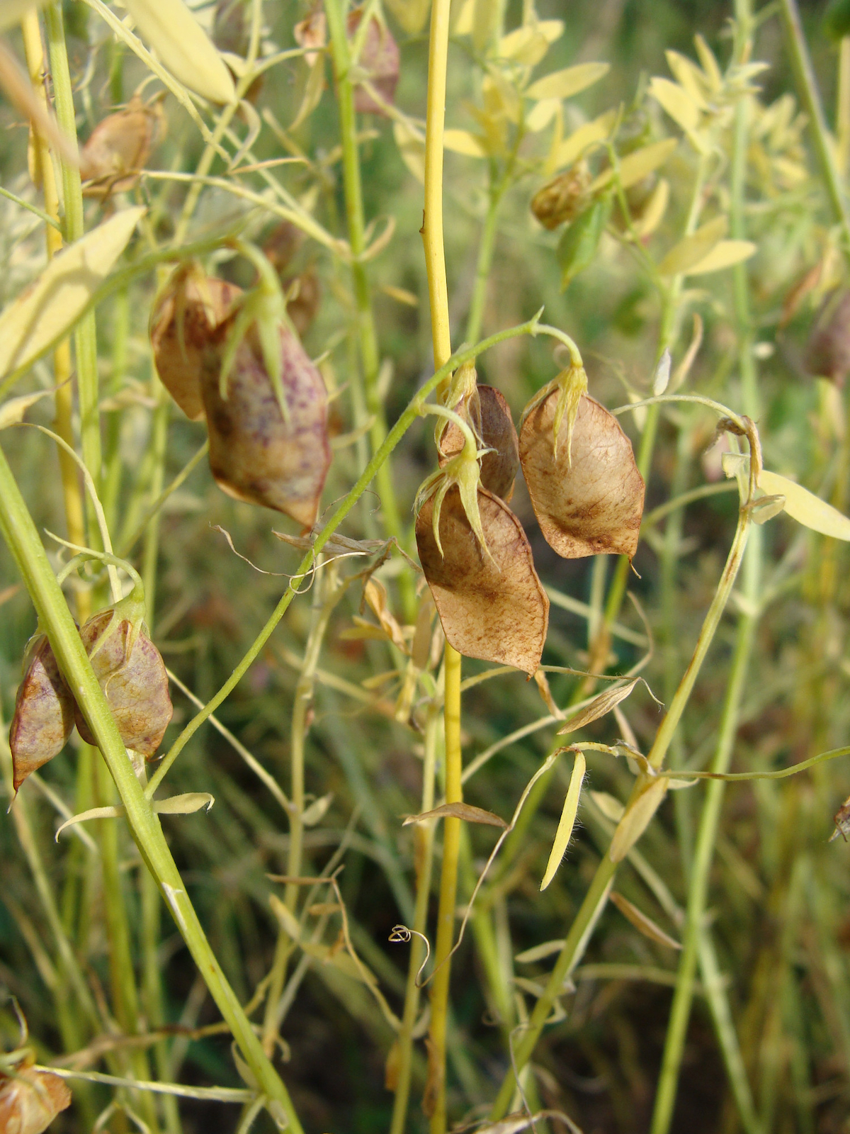 reife Linsen reife Linsen