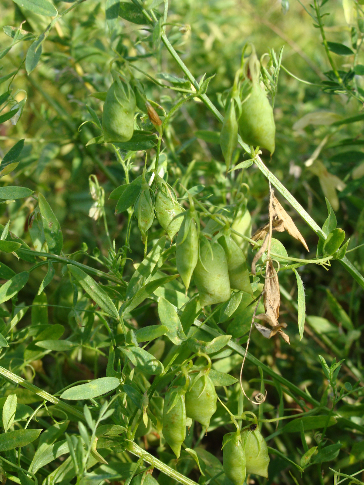 unreife Linsen unreife Linsen