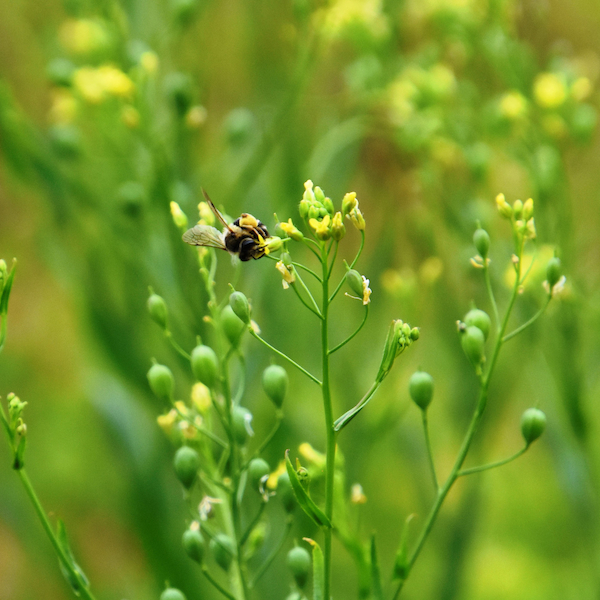 der Anbau von Linsen im Gemisch mit Leindotter zieht zahlreiche Insekten an der Anbau von Linsen im Gemisch mit Leindotter zieht zahlreiche Insekten an