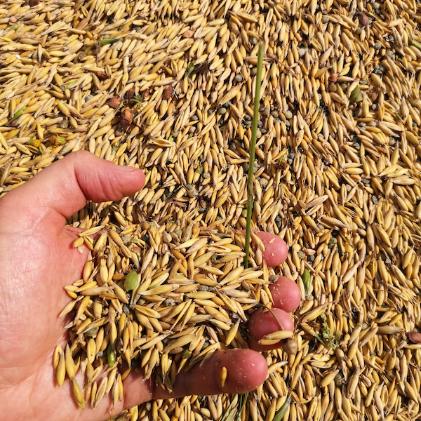 Linsen im Gemisch mit Hafer Linsen im Gemisch mit Hafer