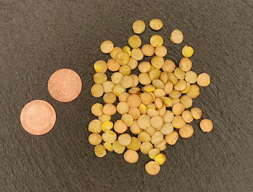 Heller und die nach ihnen benannten Linsen